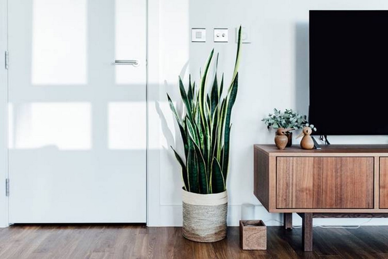 Snake Plant