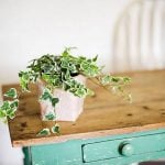 English Ivy