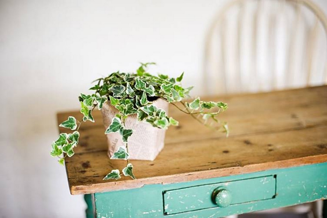 English Ivy