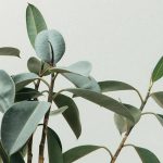 Rubber Plants