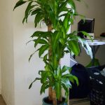 Mass Cane Plant