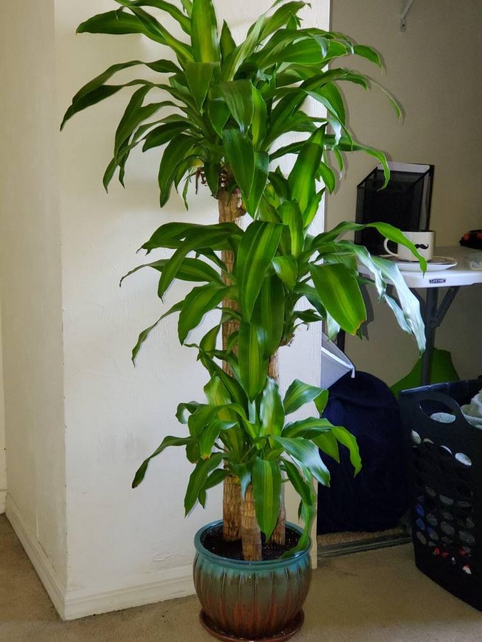 Mass Cane Plant