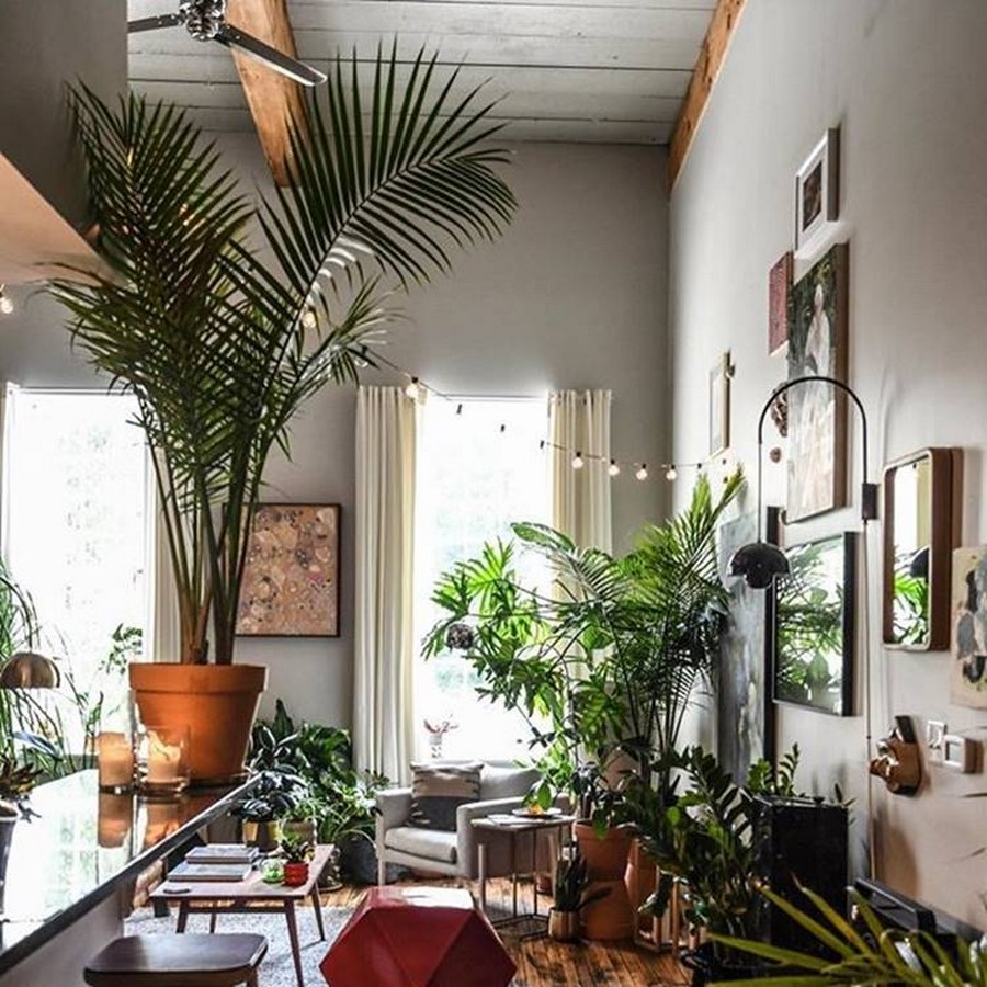 Bamboo Palm