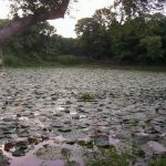 10 Things to remember while designing for Wetlands - Sheet17