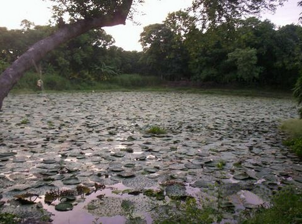 10 Things to remember while designing for Wetlands - Sheet17