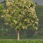 10 Things to remember while designing for Wetlands - Sheet18