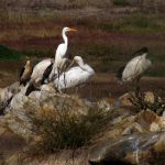 10 Things to remember while designing for Wetlands - Sheet25