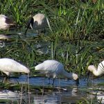 10 Things to remember while designing for Wetlands - Sheet26
