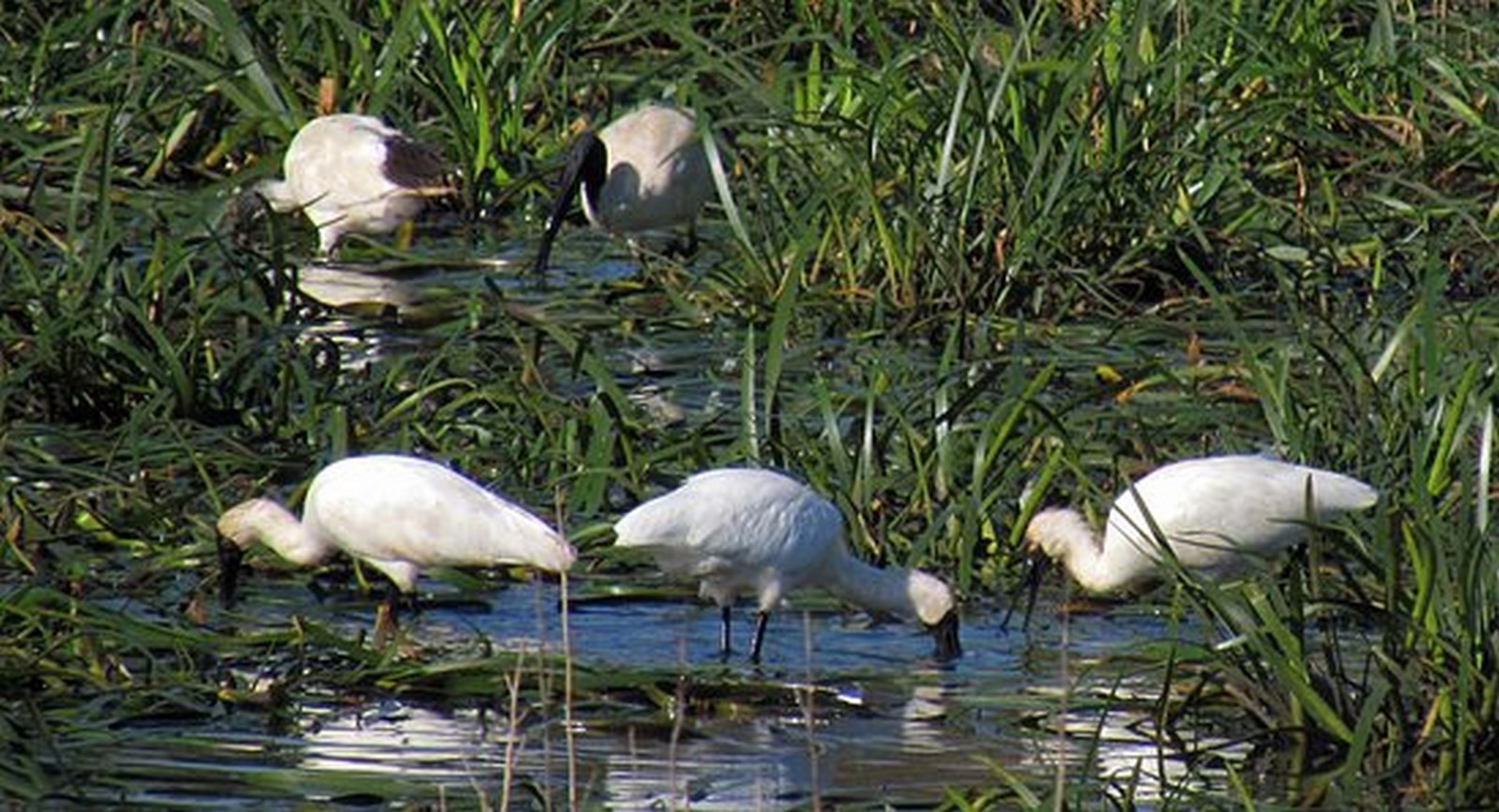 10 Things to remember while designing for Wetlands - Sheet26