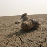 10 Things to remember while designing for Wetlands - Sheet24