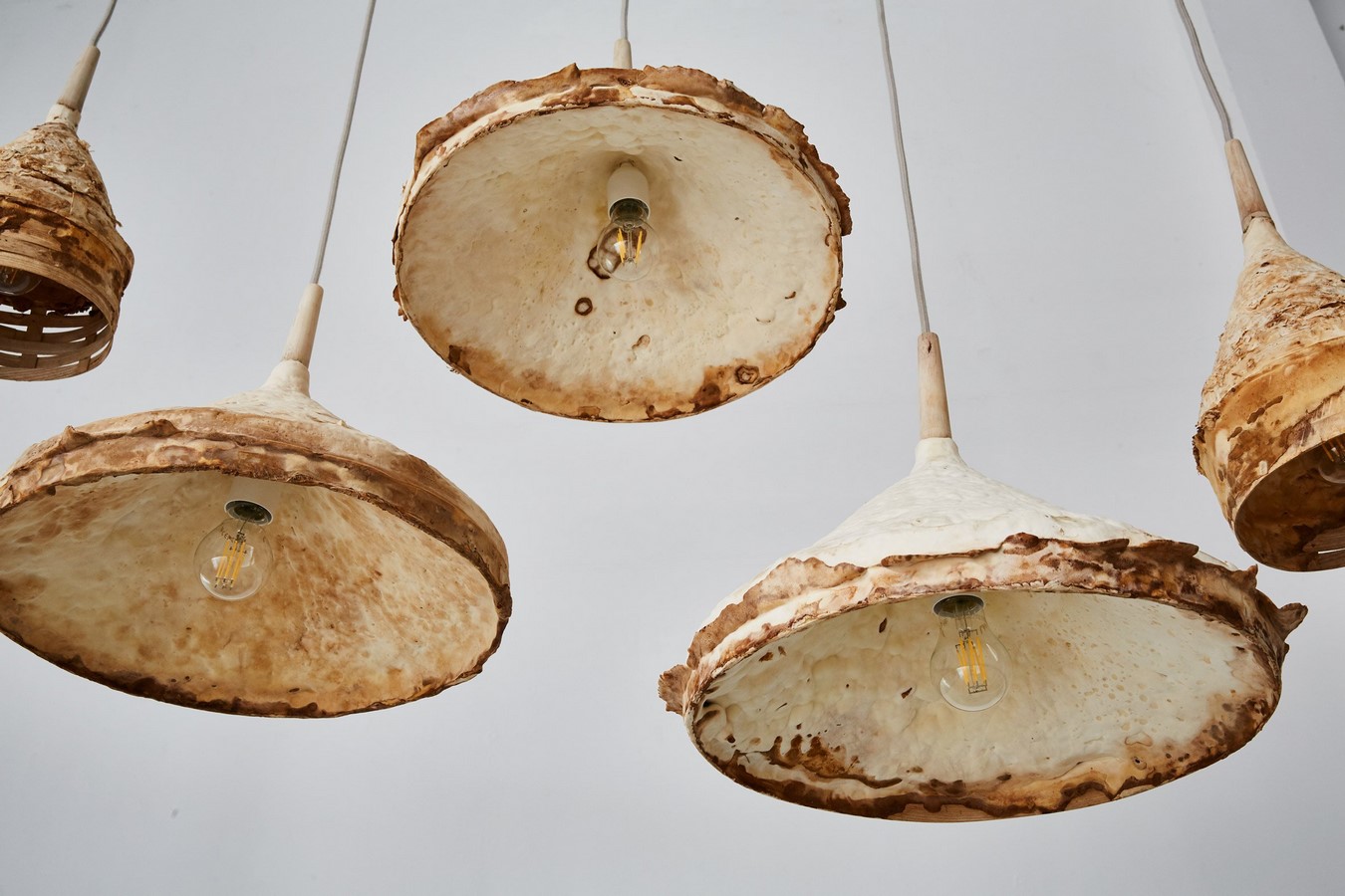 Mycelium - sheet2