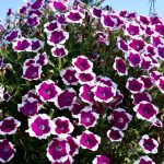 Annuals - Sheet1