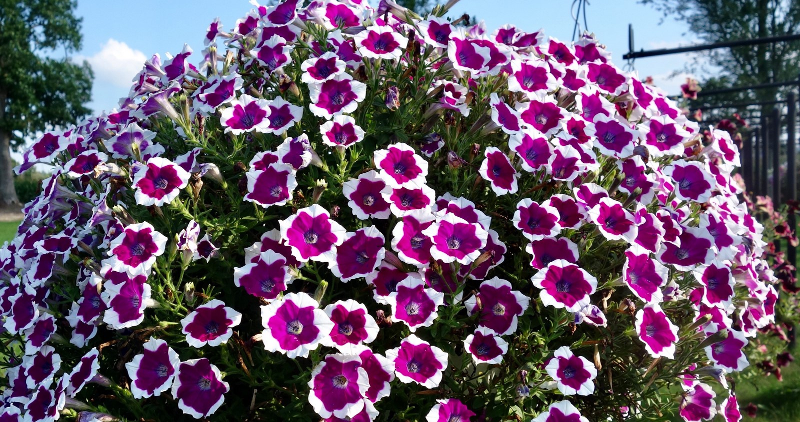 Annuals - Sheet1