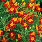 Annuals - Sheet2