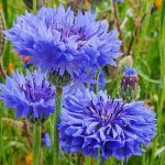Annuals - Sheet3