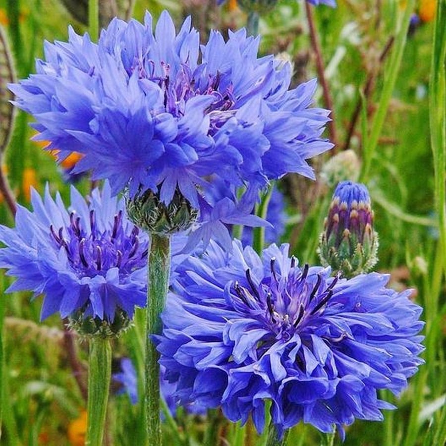 Annuals - Sheet3