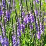 Annuals - Sheet4