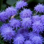 Annuals - Sheet6
