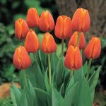 Bulbs - Sheet1