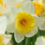 Bulbs - Sheet2