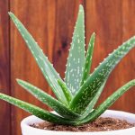 Cacti and Succulents - SHeet2