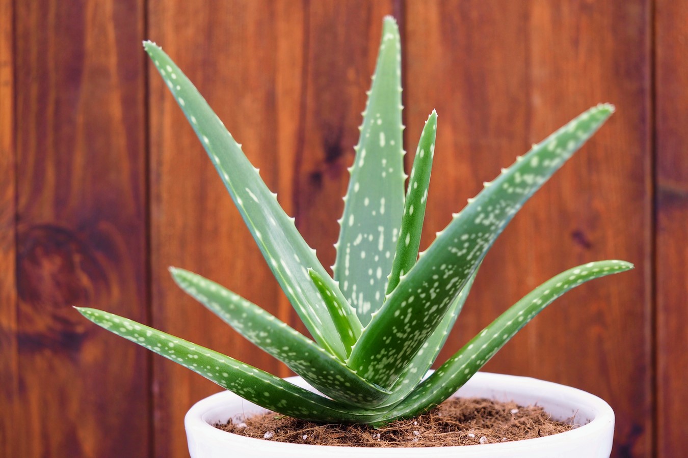 Cacti and Succulents - SHeet2
