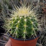 Cacti and Succulents - SHeet3
