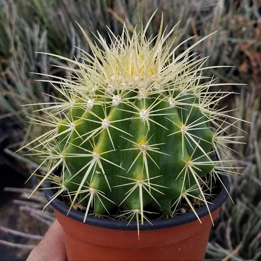 Cacti and Succulents - SHeet3