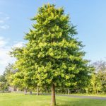 Deciduous - Sheet1