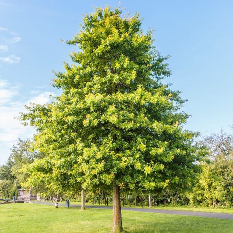 Deciduous - Sheet1