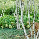 Deciduous - Sheet2