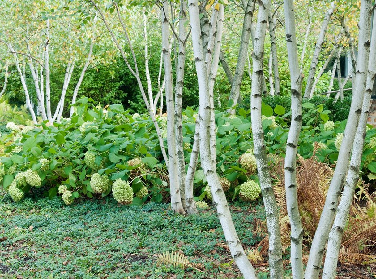 Можно посадить березу. Betula utilis jacquemontii. Береза гималайская. Береза в саду. Березовый сад.