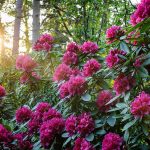 Evergreen - Sheet1