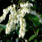 Evergreen - Sheet3