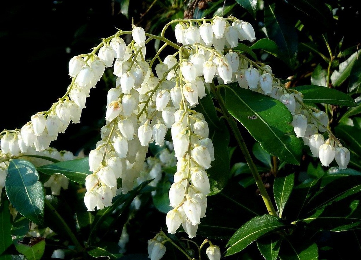 Evergreen - Sheet3