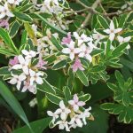 Evergreen - Sheet4