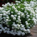 Evergreen - Sheet5