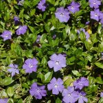 Evergreen - Sheet6