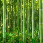 Grasses, Sedges, and Rushes - Sheet1