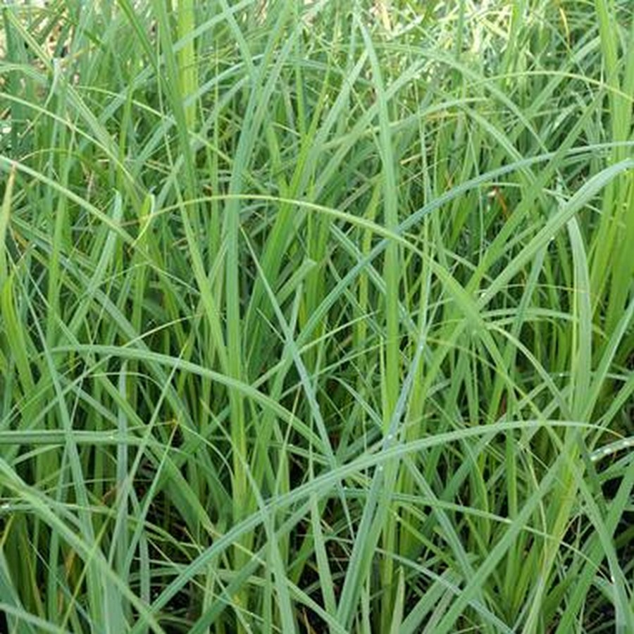 Grasses, Sedges, and Rushes - Sheet2