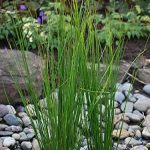 Grasses, Sedges, and Rushes - Sheet3
