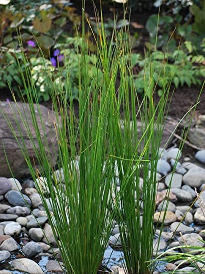 Grasses, Sedges, and Rushes - Sheet3