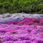 Groundcovers - Sheet1