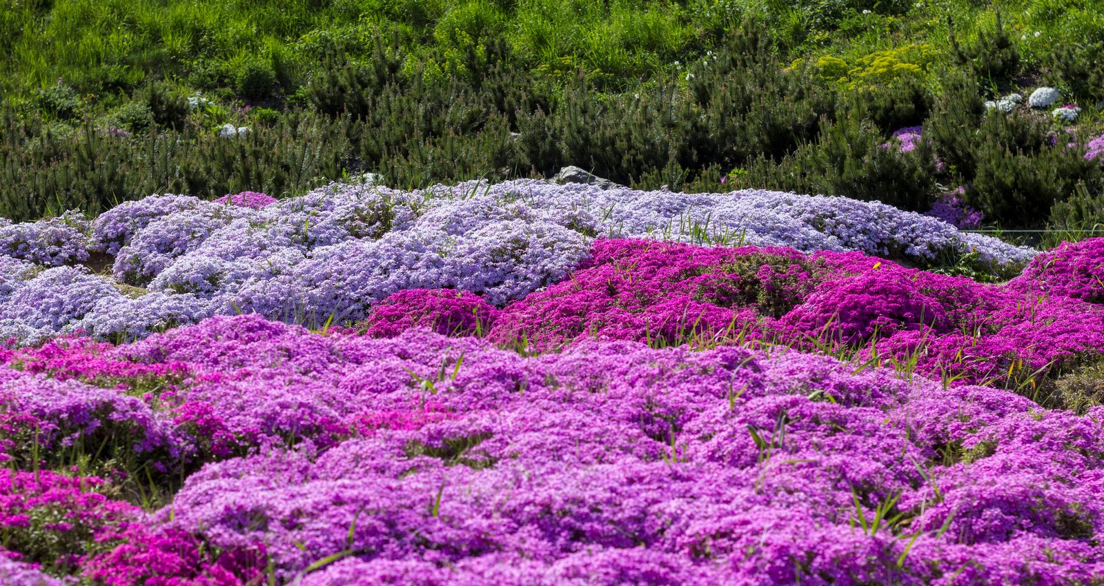 Groundcovers - Sheet1