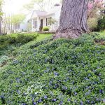 Groundcovers - Sheet2
