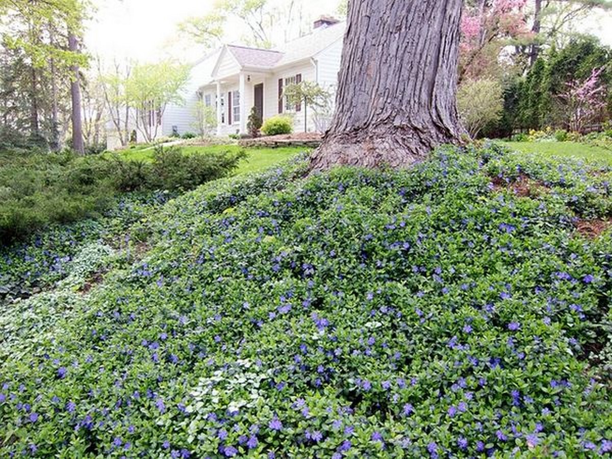 Groundcovers - Sheet2