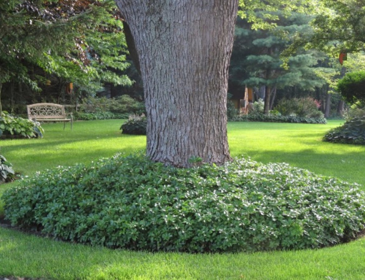 Groundcovers - Sheet3