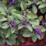 Perennials - Sheet2