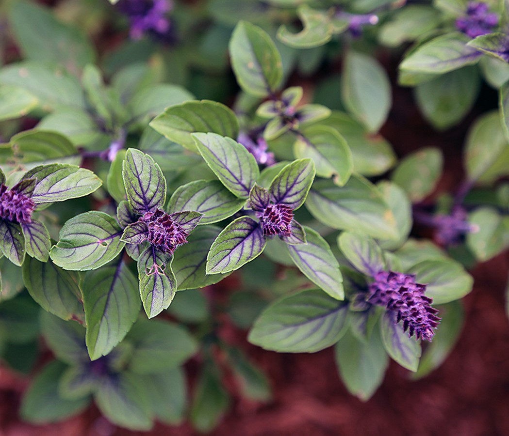 Perennials - Sheet2