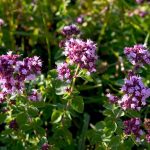 Perennials - Sheet3